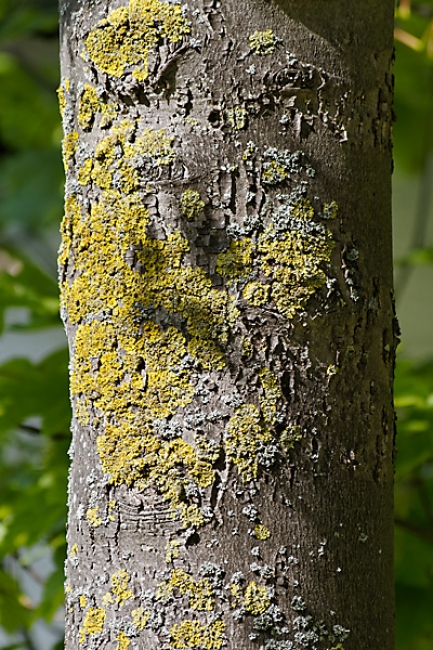 Jardin des Impressionnistes-004